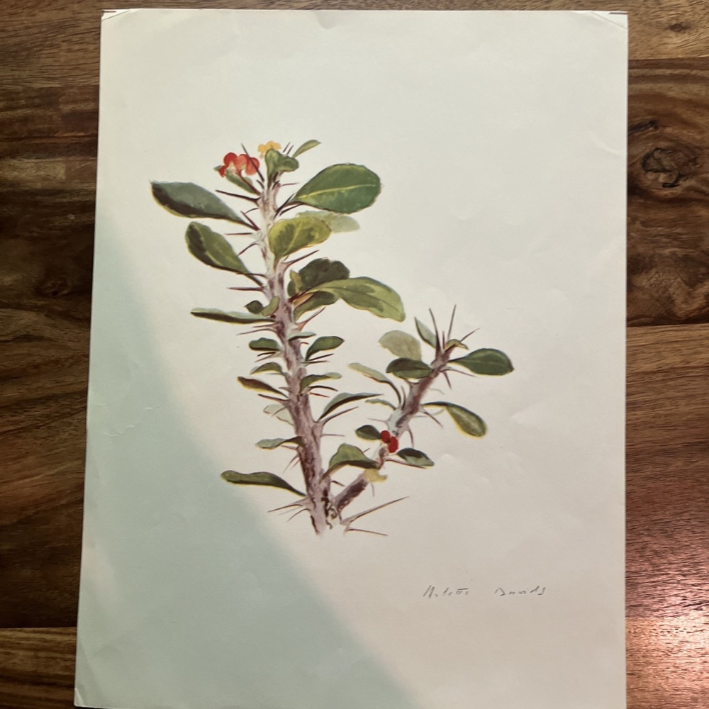 Vintage Arlette Davids Spring Flowers Euphorbia Splendens Print #32 1940s